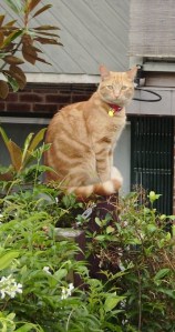 Thomas - on the look out for dinosaurs