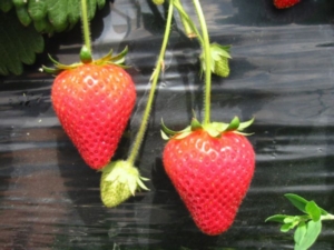 Kalinda strawberries